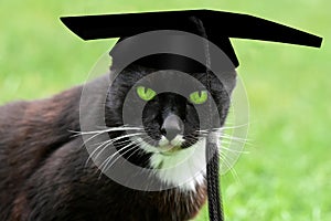 Cat with graduation cap