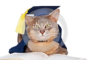 Cat in graduation cap and gown