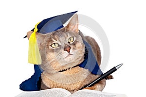 Cat in graduation cap and gown