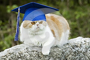 Cat with Graduation Hat