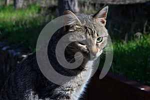 Cat on grass