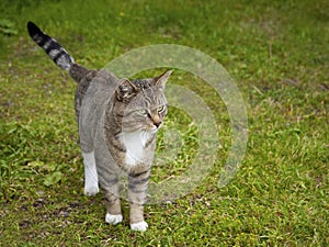 Cat on the Grass