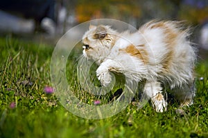 Cat in the grass photo