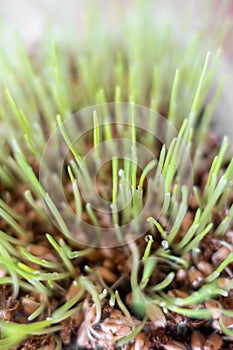 Cat grass