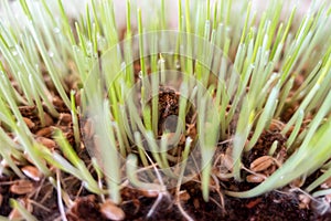 Cat grass