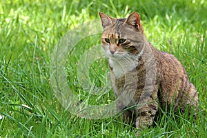 Cat in the grass.