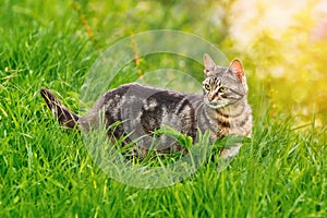 Cat in Grass