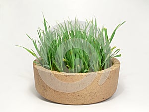 Cat grass