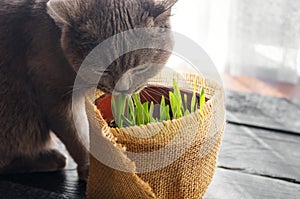 Cat Grass for cat health. Pet grass.