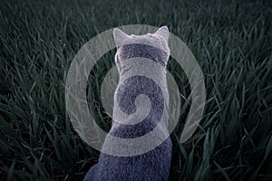 Cat in the grass