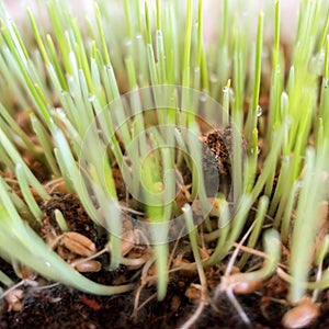 Cat grass closeup