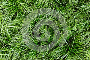 Cat grass Cyperus Zumula in plant store, close up top view