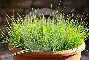 Cat grass