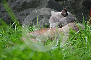 cat, cat in the grass, gray cat, spring grass