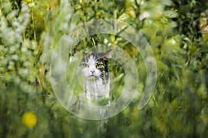 Cat hiding in grass