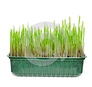 Cat grass isolated