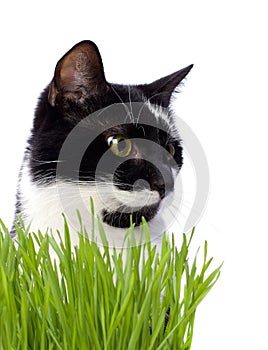 Cat in grass isolated on white background