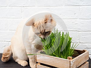 Cat grass, pet grass. Natural herbal treatment, white, red pet cat eating fresh grass, green oats, emotionally, copy space, the