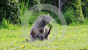 Cat on grass scrapes the fur