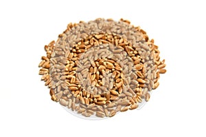 Cat Grass Seeds