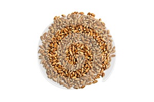 Cat Grass Seeds