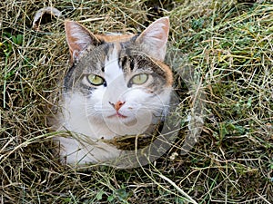 Cat in the grass - shy maybe. Domestic pet.