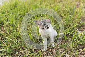 Cat in grassland