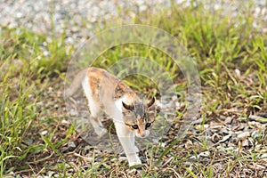 Cat in grassland