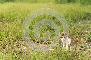 Cat in grassland