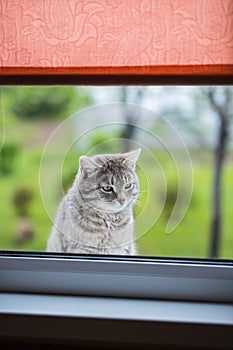 Cat Gray Color Looks In Window Outside In Spring In Rural