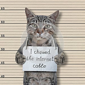 Cat gray criminal chewed cable