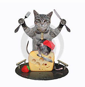 Cat gray eats cheese on tray