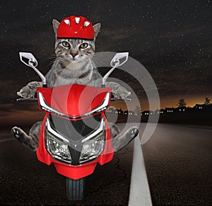 Cat gray in helmet rides red moped 2