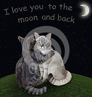 Cat gray hugs its ashen friend in meadow