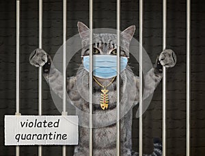 Cat gray in mask in prison