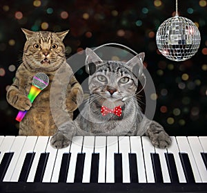 Cat gray plays piano in nightclub 3