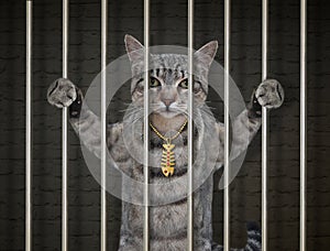 Cat gray in prison