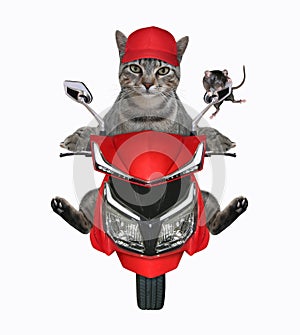 Cat gray with rat rides red moped