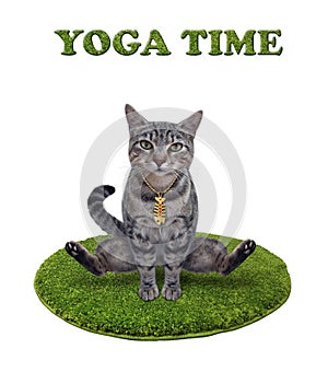 Cat gray on round green mat doing yoga