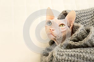 Bald frozen cat of the Sphynx breed. Color pink white. Blue and