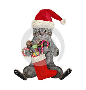 Cat gray sits with Christmas stocking