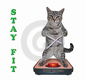 Cat gray stands on weigh scale