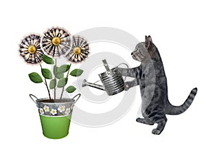 Cat gray watering money flowers