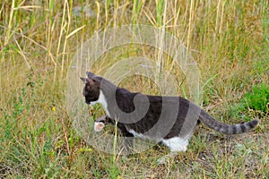 Cat in gray and white color walks grass in nature, cat hunting