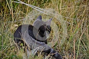 Cat in gray and white color walks grass in nature, cat hunting