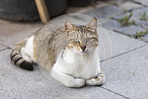 The cat with gray and white colors is sitting. Watching around. Close up