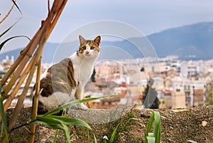 Gatto grecia 