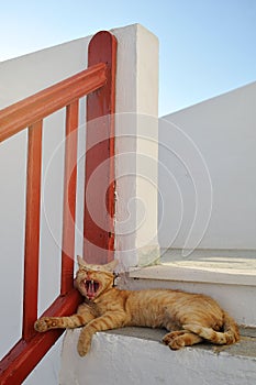 Cat in Greece