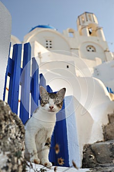 Cat in Greece