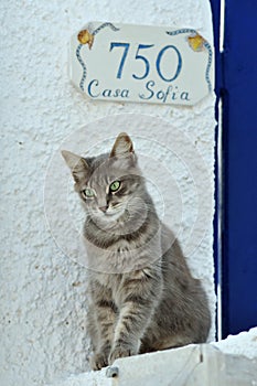 Cat in Greece